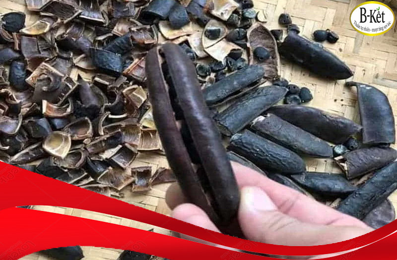 Bồ kết - Dược liệu đa năng trong chăm sóc sức khỏe